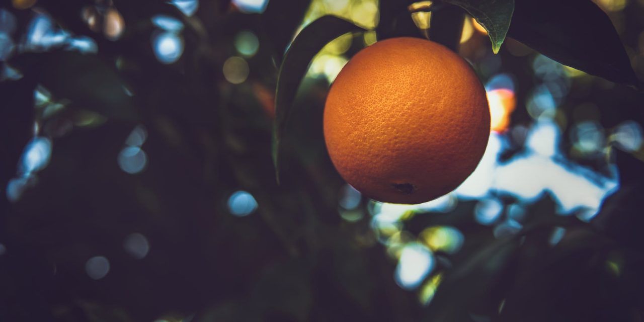Comment faire zeste d’orange : quelles sont les différentes manières pour obtenir du zeste d’orange ?